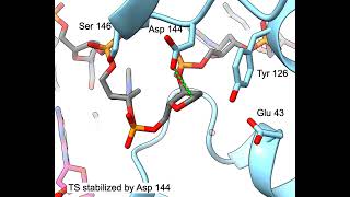 MutY Ser146 mechanism [upl. by Ymot]