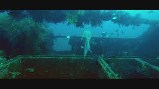 rEvo rebreather dive on wreck Donator in South of France [upl. by Collete512]