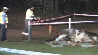 Police horse electrocuted at community show [upl. by Sayers]