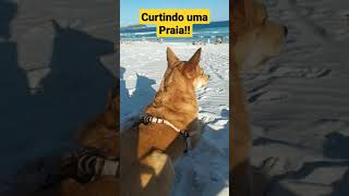 Cachorro Curtindo uma Praia [upl. by Zahara]