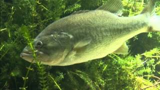 Bass Fishing for Beginners The Bass [upl. by Abdulla778]