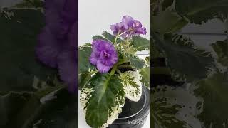 Penny Lover African violet plant Saintpaulia plant of the day [upl. by Abernon883]