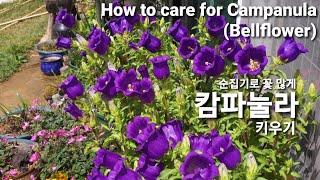 캄파눌라 키우는 법 How to care for Campanula Bellflower  subtitles [upl. by Alilahk942]