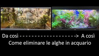 Come eliminare le alghe in acquario [upl. by Tnilf782]