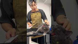 When Cat Grooming Went Wrong 💀 shorts catlover pets trending [upl. by Einnaffit]