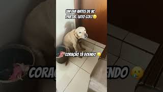 Luto pelo nosso doguinho Colt🥲shortsvideo cao doguinho [upl. by Lundell261]