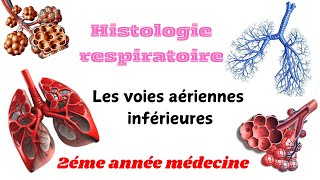 HISTOLOGIE RESPIRATOIRE  Les voies aériennes inférieures 2éme année médecine [upl. by Nnayllas899]