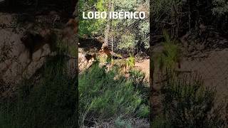 EL LOBO Ibérico en cautividad lobo fauna faunasalvaje [upl. by Perce92]