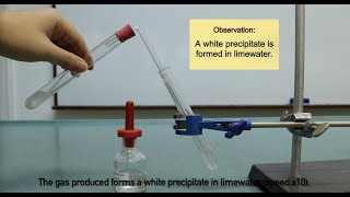 Reaction of Acid and Carbonate  test for carbon dioxide gas [upl. by Jayme]