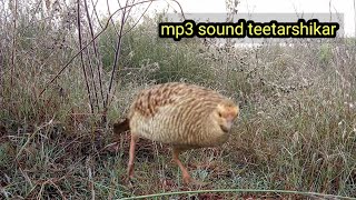 francolin voice Desi teetar  gora jungle teetar  partridge sound hunting  eran teetar shikar [upl. by Morville]