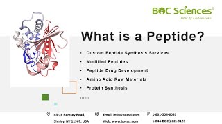 What is a Peptide  Peptides  Amino Acids  Peptide Synthesis  BOC Sciences [upl. by Burkitt]