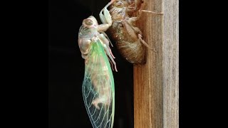 Cicada Emerging from Shell [upl. by Fanchon]