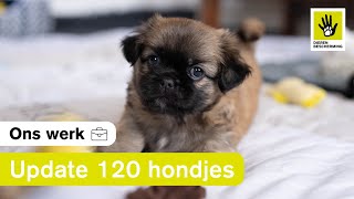 Hoe is het nu met de 120 verwaarloosde honden [upl. by Bull689]