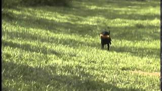 Retriever Training  Key Relationship drill  Land Blind [upl. by Raycher22]