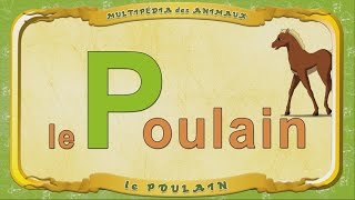 Multipédia des animaux La lettre P  le Poulain [upl. by Nojram]