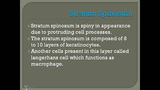 Stratum Spinosum [upl. by Spillihp353]