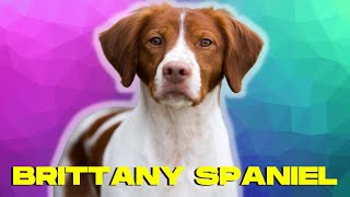 Brittany Spaniel Dog 101  Top 10 Facts and THINGS to Know [upl. by Marolda]