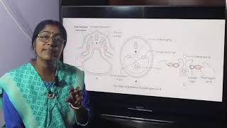 Lecture on Development of Kidney [upl. by Pliske]