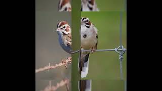 Goldencrowned Kinglet Franklins Gull Lark Sparrow Eastern Phoebe [upl. by Magnus172]