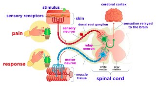 The Peripheral Nervous System Nerves and Sensory Organs [upl. by Imoin]