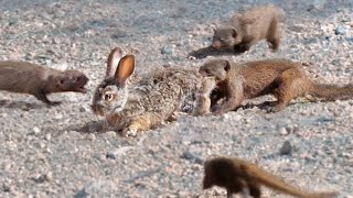 Mongooses Tear Baby Hare Apart [upl. by Nolita616]