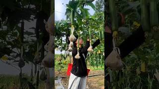 Wonderful Sponge Gourd Farming in China  shorts agriculture spongegourd viaralshort [upl. by Nilde]