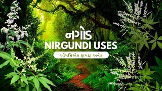 નગોડ ઔષધી એક ફાયદા અનેક Nirgundi Nagod Tree Benefits in Gujarati [upl. by Morgana]