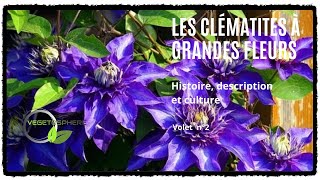 Clématites à grandes fleurs et leurs hybrides clematis plantegrimpante clématite vegetosphere [upl. by Gatian]