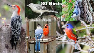 Identify Your Backyard Birds [upl. by Alejo]