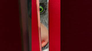 Chuck E Cheese Attacked Animatronic Door [upl. by Linneman]