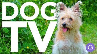 DOG TV  Highly Entertaining Video For Dogs To Watch NEW 20 Hours [upl. by Carmencita]