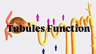 Tubules Function Excretory system PCT DCT HENLE LOOP COLLECTING DUCT [upl. by Seed395]