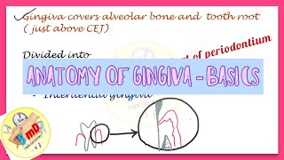 Gingiva  Anatomy  Part 1  Periodontics [upl. by Roselin]