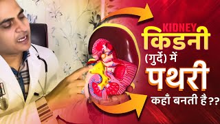 FullVideo👉HUMAN KIDNEY amp KIDNEY STONE  किडनीगुर्दे अंदर से कैसी होती है और इसमें पथरी कहाँ बनती है [upl. by Eaton470]