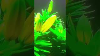 Time lapse planta Lily [upl. by Macrae5]