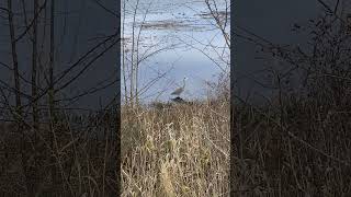 Blue heron walking at the Nisqually Wildlife Refuge nature wildlife [upl. by Podvin]