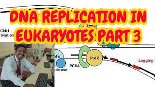 DNA REPLICATION IN EUKARYOTES  PART 3  TERMINATION  TAMIL EXPLANATION [upl. by Koal]