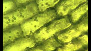 Chloroplasts moving by cytoplasmic streaming in the cells of the aquatic plant Elodea [upl. by Rudd]