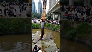 Unbelievable Phone Captures Excavator Finding Giant Snake 🐍 Excavator SnakeDiscovery GiantSnake [upl. by Alaaj]