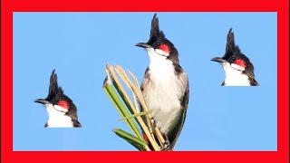 Redwhiskered Bulbul Song Redwhiskered Bulbul Call  Bulbul Orfeo Canto  Pycnonotus Jocosus [upl. by Ecarg]