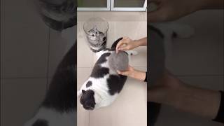 Does fat cat need brush aumuca petcare aumucacatbrush catlover cat cats catvideos catmom [upl. by Jaunita]