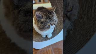 ラムキンの姫 Hime the Lambkin shorts cat vlogs funny face cat [upl. by Omrellig522]