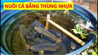 Nuôi Cá Trong Thùng Nhựa Tại Nhà  Thủy Sản 365 [upl. by Oicanata]