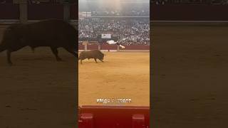 Espectacular salto al toro de Juancar en Zaragoza shorts [upl. by Anaira]