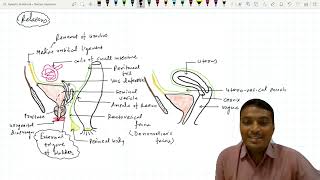 Urinary Bladder  1 External Features [upl. by Steinke]