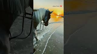 KATHIYAWADI HORSE 🐎 STATUS ♥️ lovely song ♥️kathiyawadihorse shortvideo reels virlshort sad [upl. by Grounds]