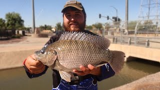 Urban Arizona Canal Fishing with Worms Big Fish [upl. by Schwitzer]