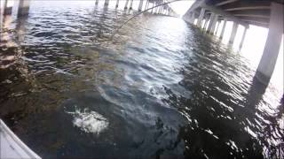 Lake Pontchartrain Sheepshead [upl. by Akins]