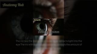 Fascinating Anatomy of Human Eye anatomy eyes humanbody biology [upl. by Aseral]