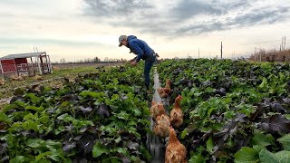 34 Fall Cover Crop Seeding Peony Planting  My Flower Farm [upl. by Aiden]